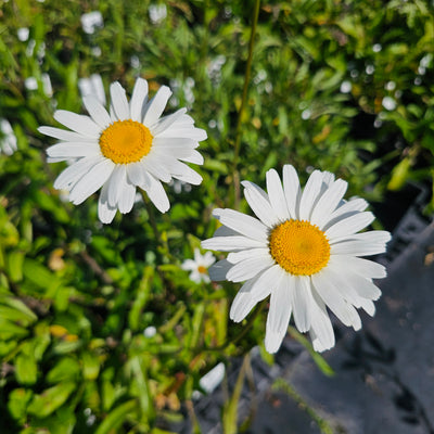 Leucanthemum x superbum | Single | Shasta Daisy