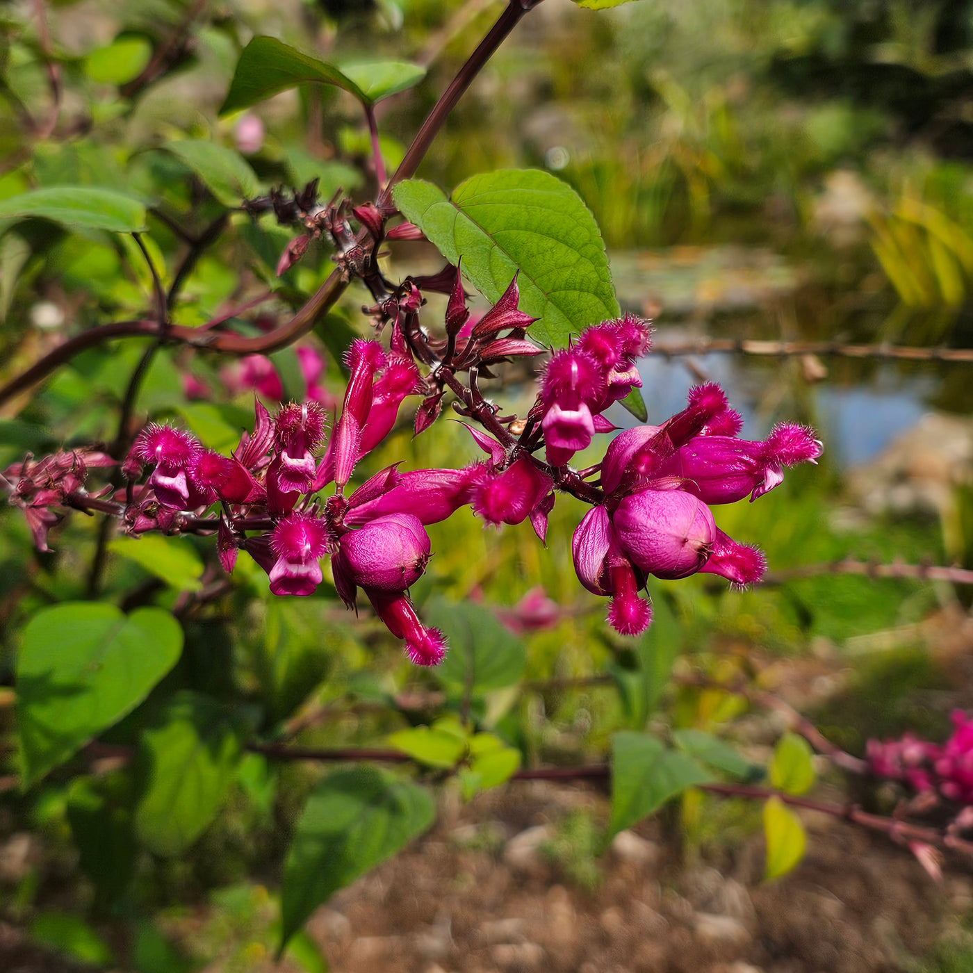 Salvia involucrata var. puberula | Hidalgo