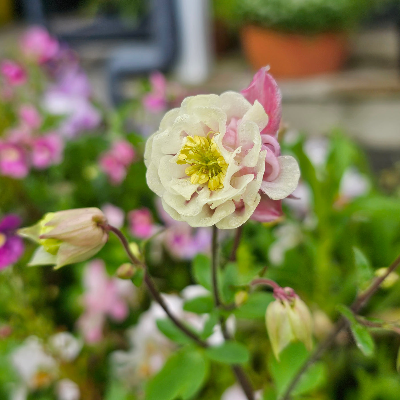 Aquilegia vulgaris | Winky Double Rose-White