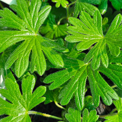 Geranium sanguineum | Tiny Monster