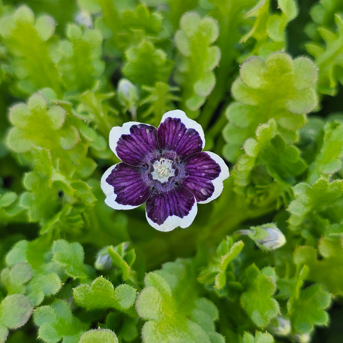 Nemophila menziesii | Penny Black