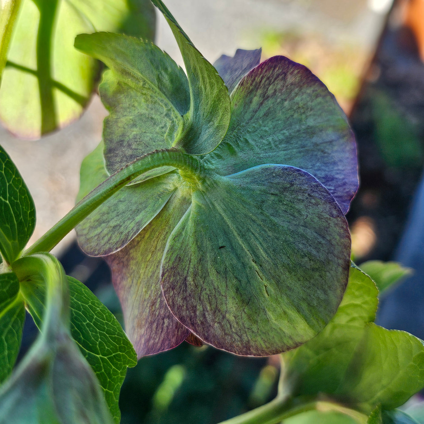 Helleborus x hybridus | Double Hybrid | Green Goblin