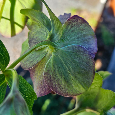 Helleborus x hybridus | Double Hybrid | Green Goblin
