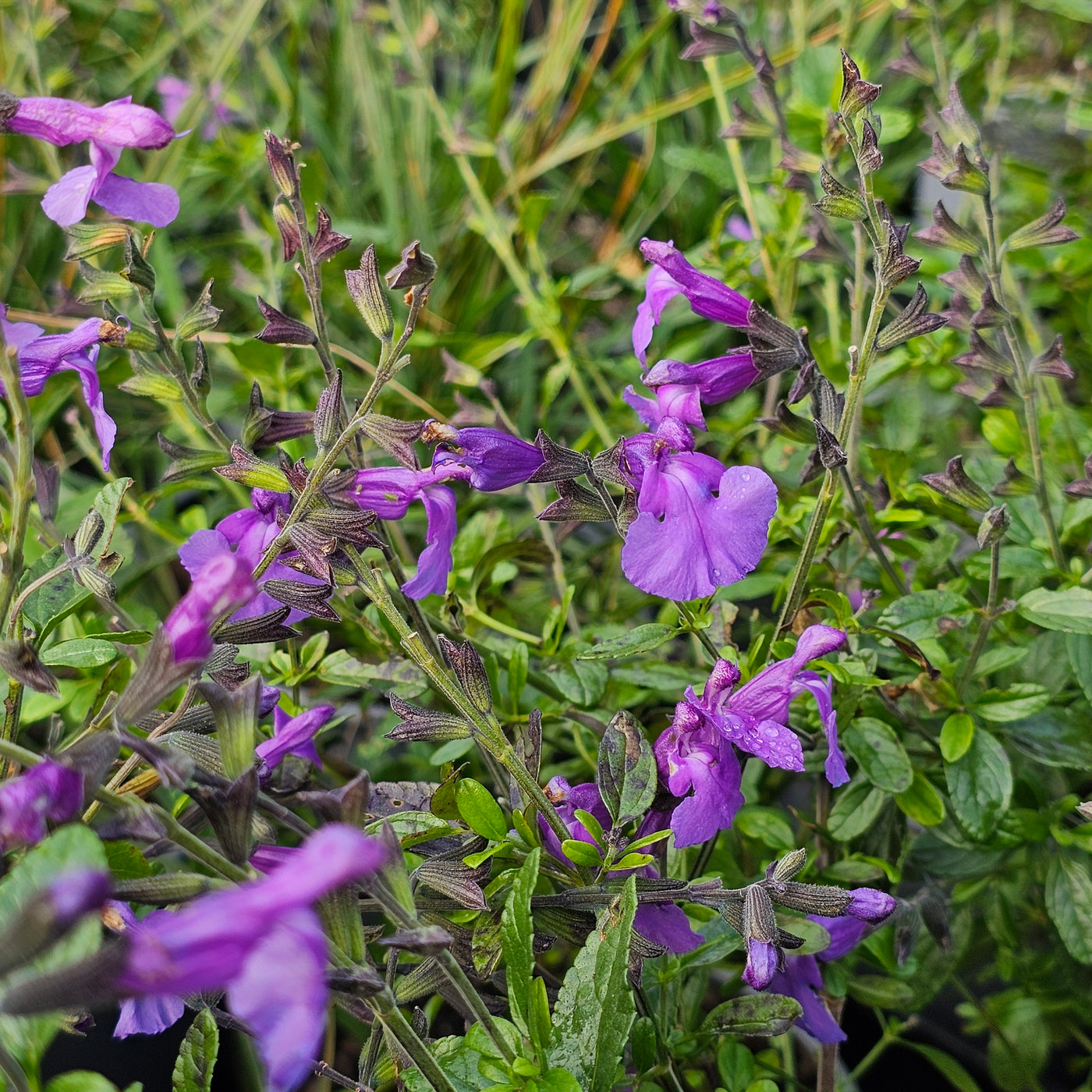 Salvia | So Cool Violet