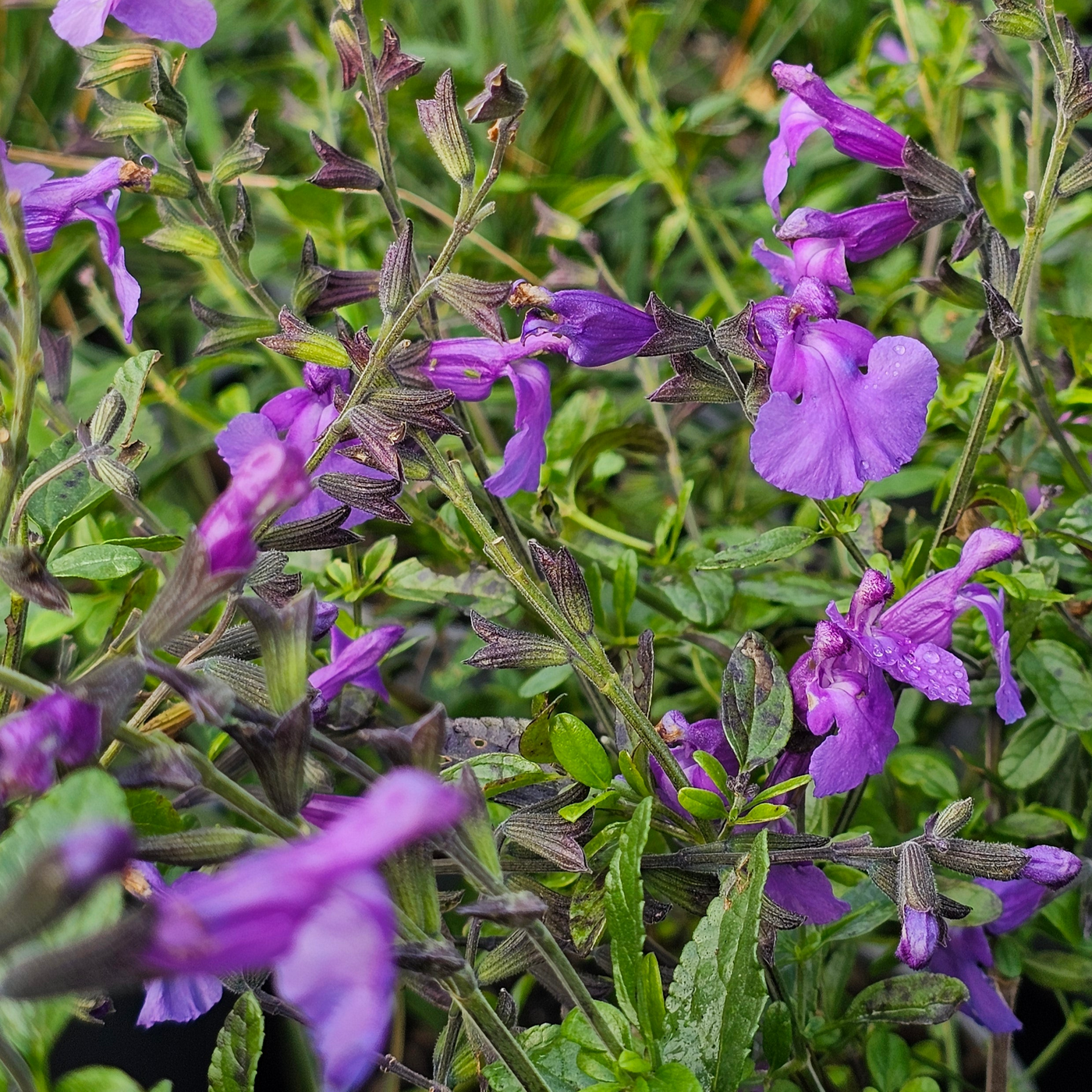 Salvia | So Cool Violet