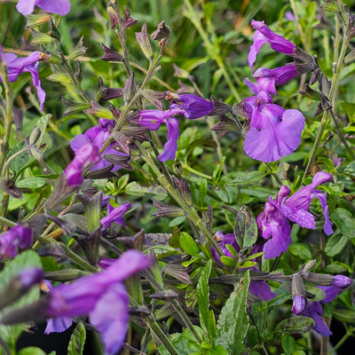 Salvia | So Cool Violet