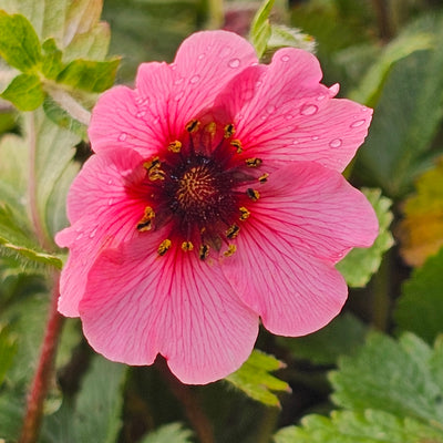 Potentilla | Melton Fire