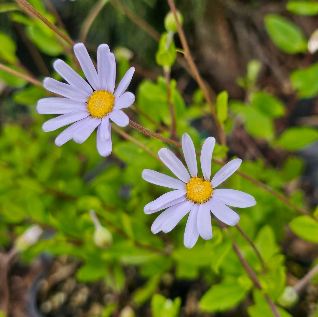 Felicia | Light Blue