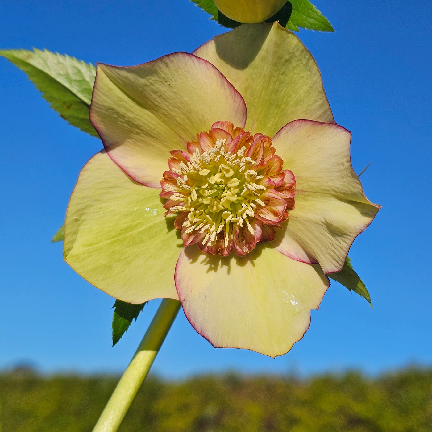 Helleborus x hybridus | Anemone Centered | Yellow Picotee