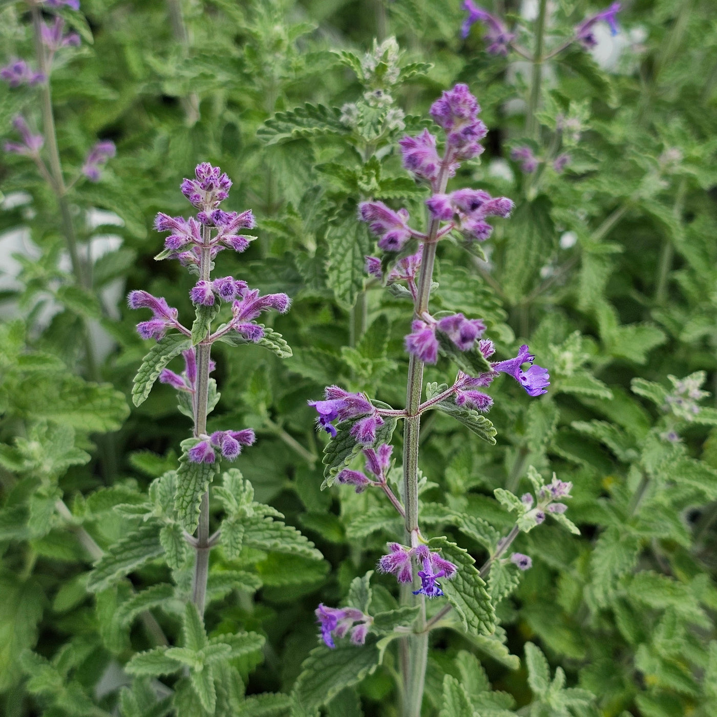 Nepeta mussinii