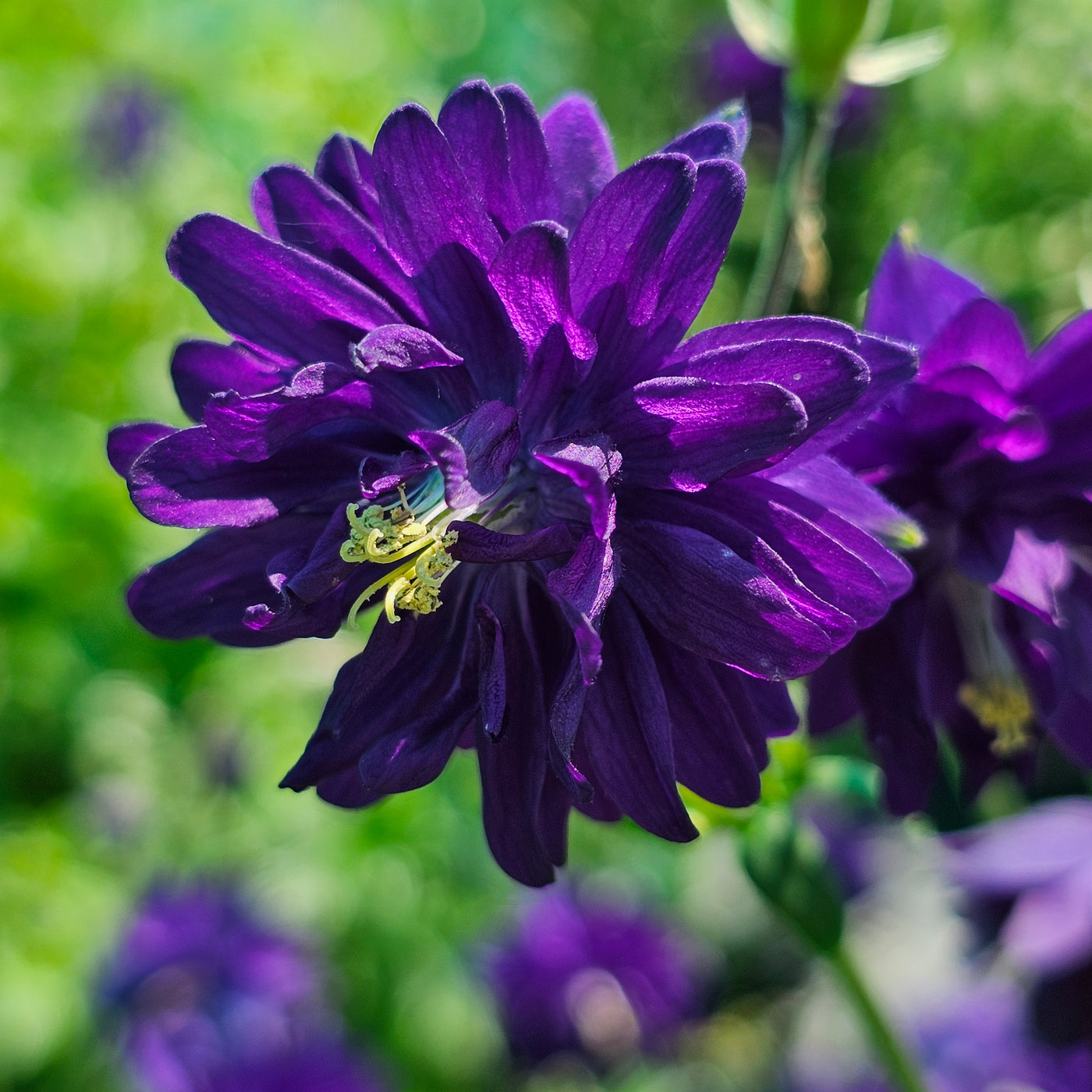 Aquilegia vulgaris var. stellata | Blue Barlow