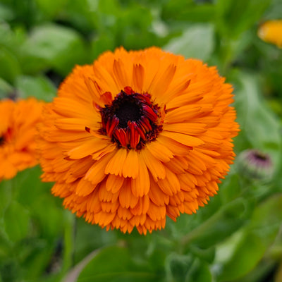 Calendula officinalis | Double Red