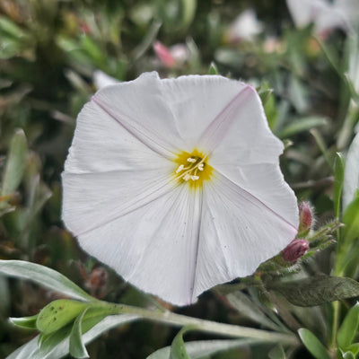 Convolvulus cneorum