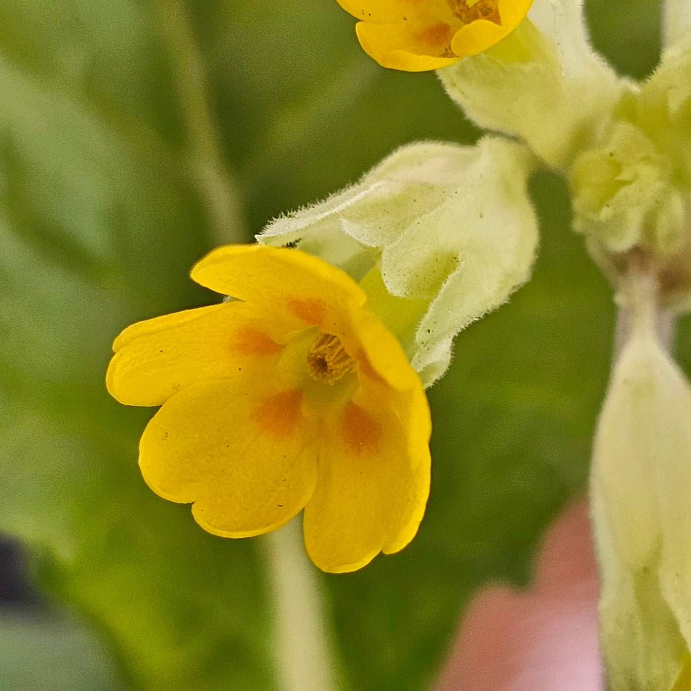 Primula veris