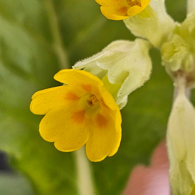 Primula veris