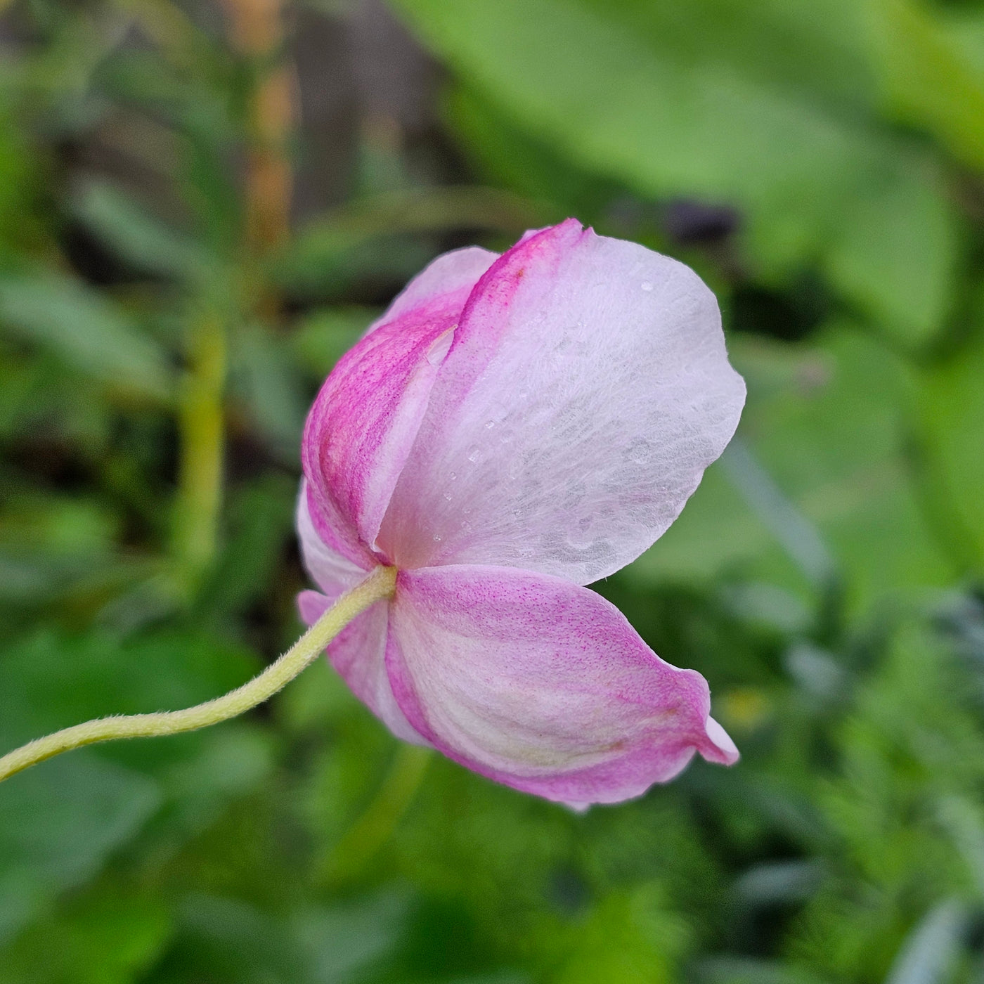Anemone x hybrida | Pale Pink