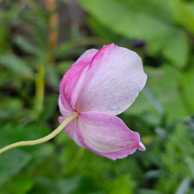 Anemone x hybrida | Pale Pink