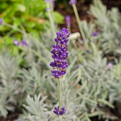 Lavandula angustifolia | Oxford Gem