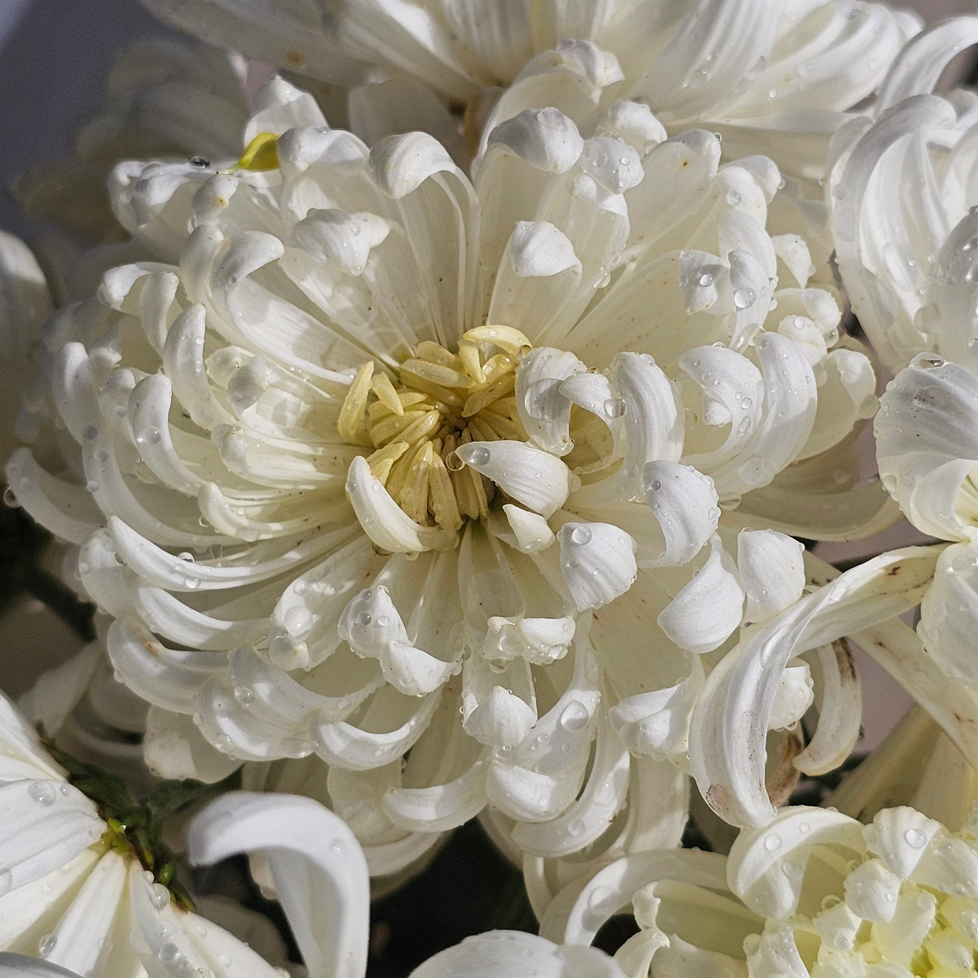 Chrysanthemum | Diablo