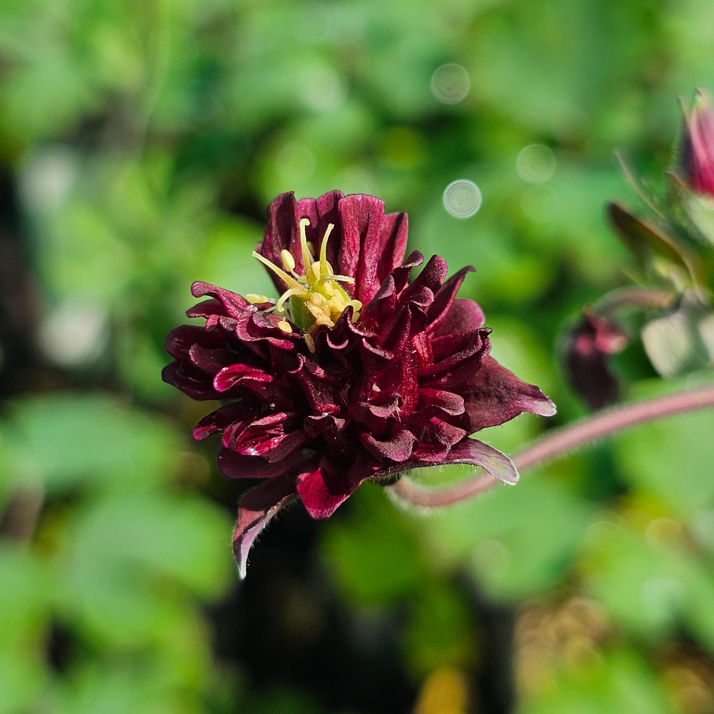 Aquilegia stellata var. stellata plena | Bordeaux Barlow
