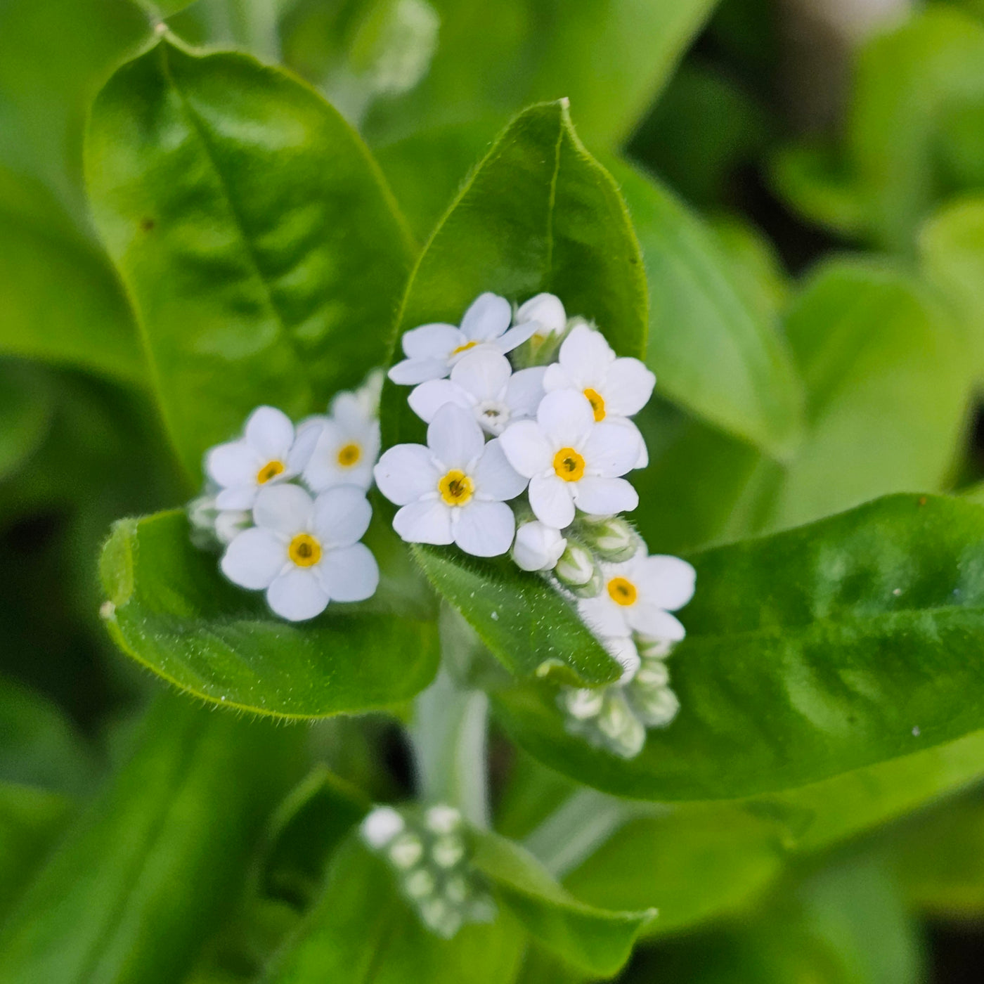 Myosotis alpestris | White | Forget-Me-Not