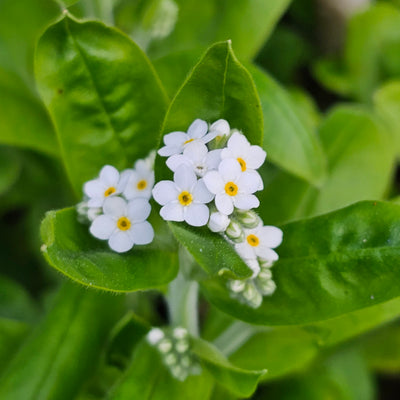 Myosotis alpestris | White | Forget-Me-Not