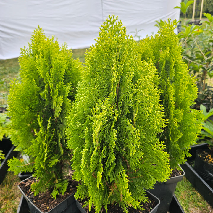 Thuja orientalis