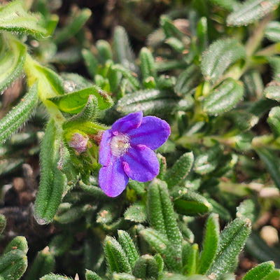 Lithodora diffusa | Grace Ward