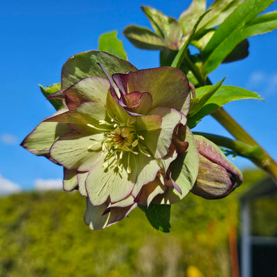 Helleborus x hybridus | Double Hybrid | Green Goblin