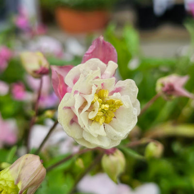Aquilegia vulgaris | Winky Double Rose-White