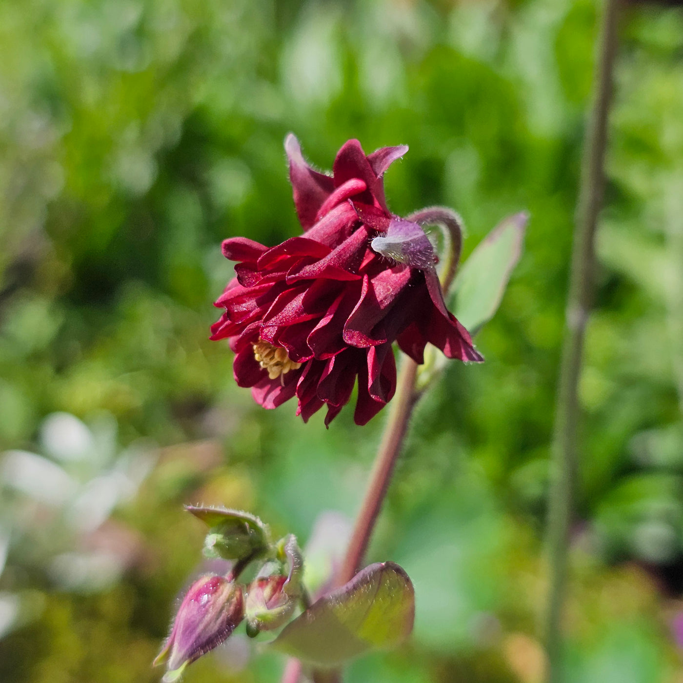 Aquilegia stellata var. stellata plena | Bordeaux Barlow