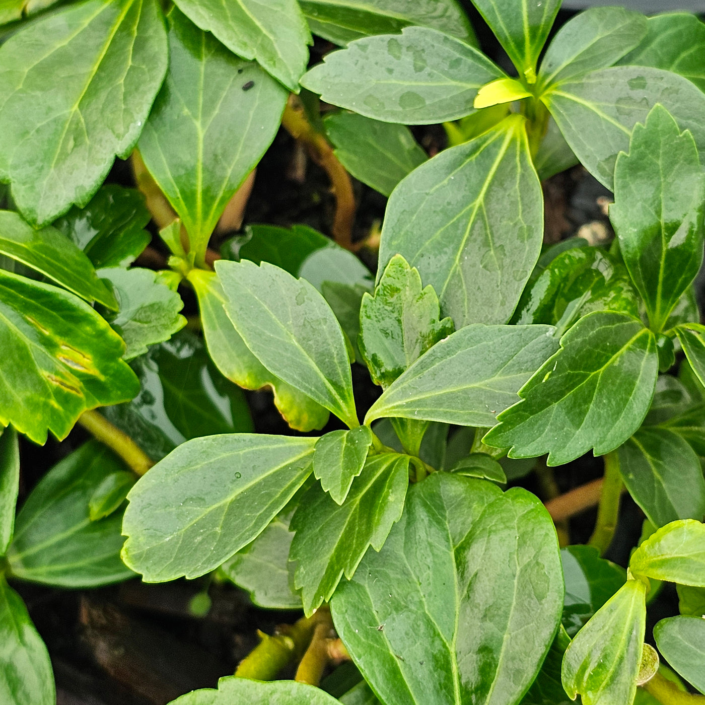 Pachysandra terminalis