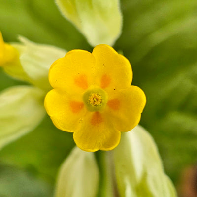 Primula veris