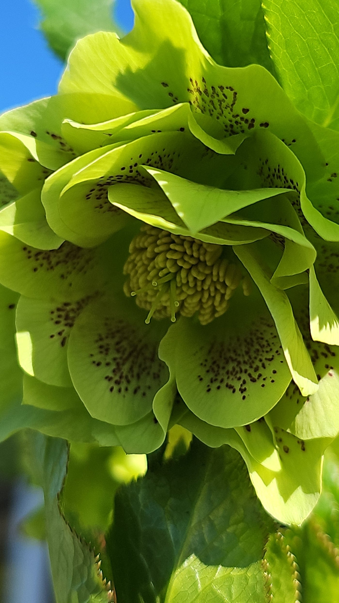 Helleborus x hybridus | Double Hybrid | Green