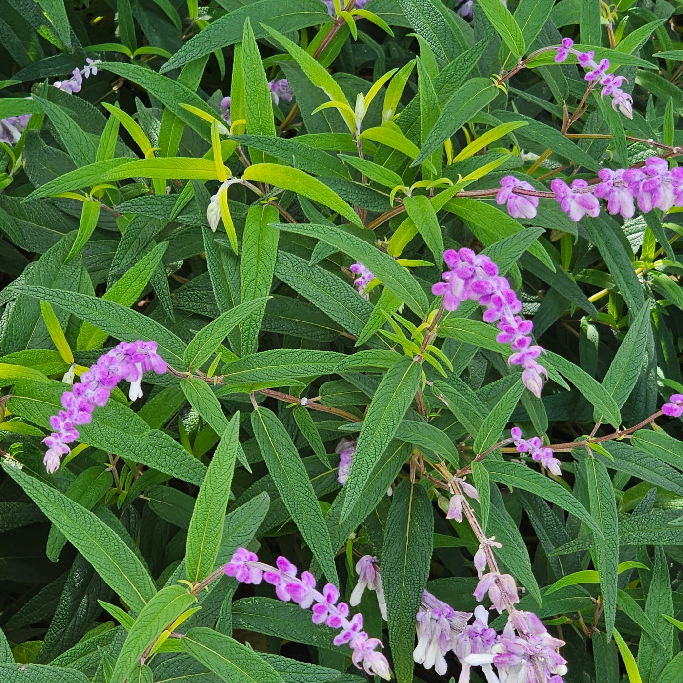 Salvia leucantha | Spring Gold Joy