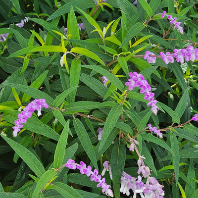 Salvia leucantha | Spring Gold Joy