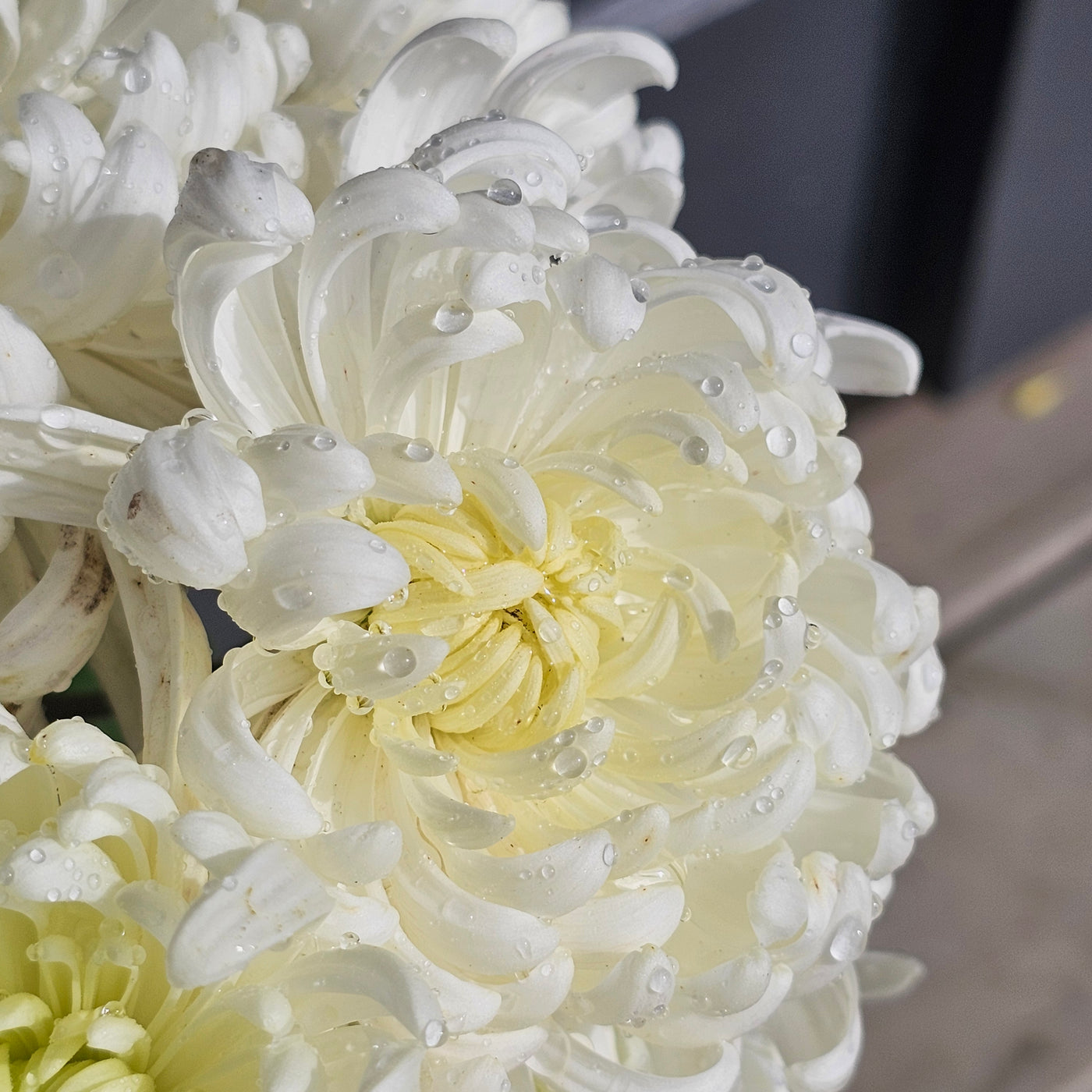 Chrysanthemum | Diablo