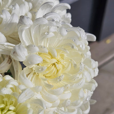 Chrysanthemum | Diablo