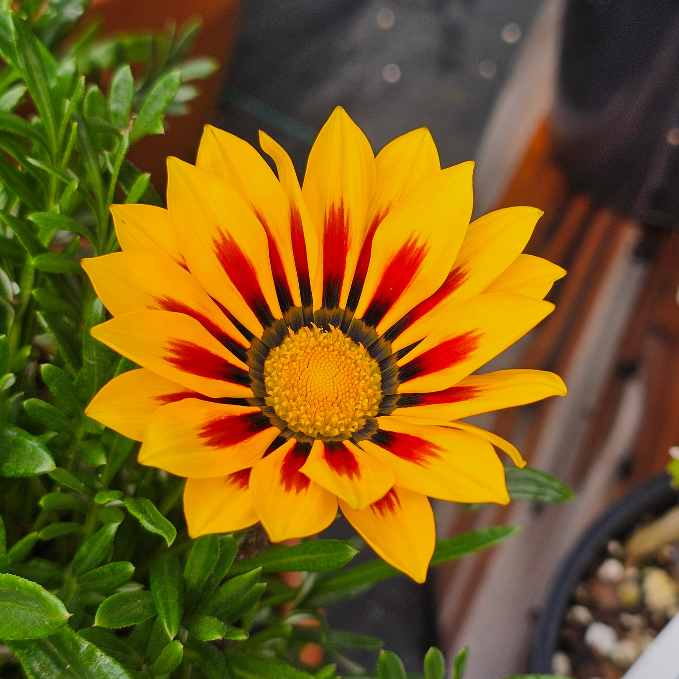 Gazania | Kiss Yellow