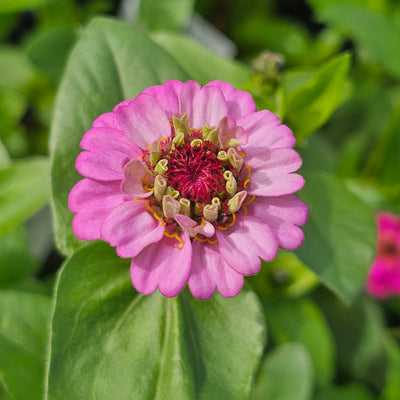 Zinnia | Lilliput Mix