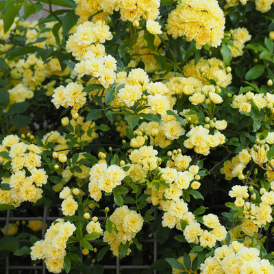 Rosa banksia | Lutea