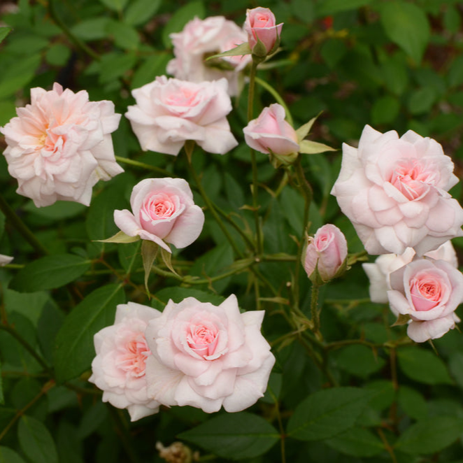 Rosa polyantha | Cecile Brunner