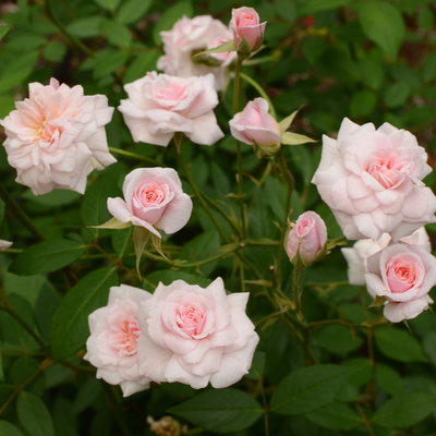 Rosa polyantha | Cecile Brunner