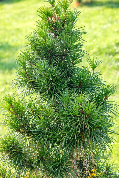 Sciadopitys verticillata