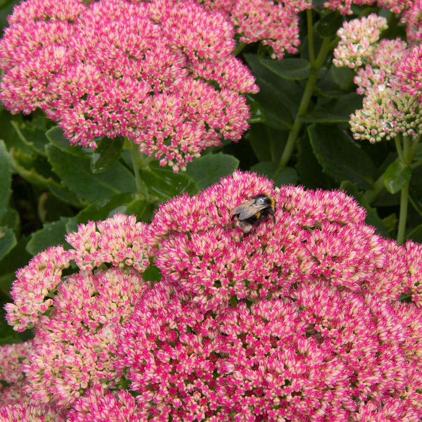 Hylotelephium spectabile (syn. Sedum)| Brilliant – Addenbrooke