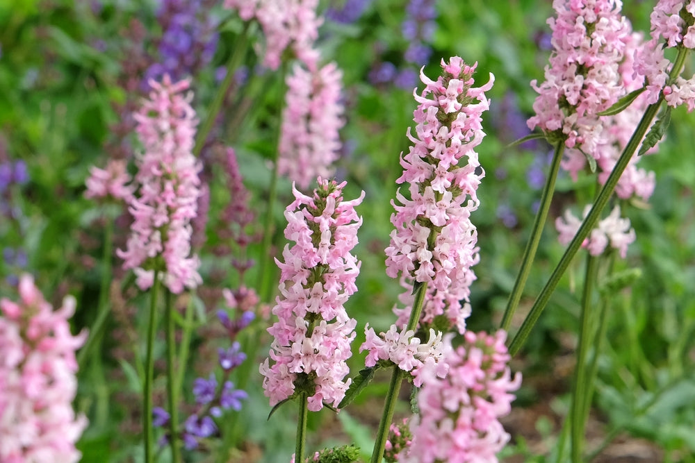 Stachys officinalis | Pink | Cotton Candy