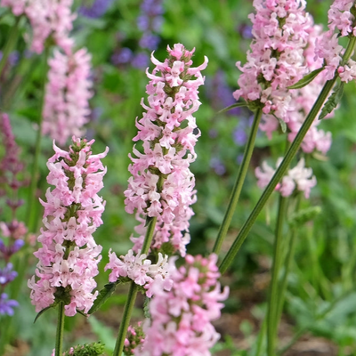 Stachys officinalis | Pink | Cotton Candy