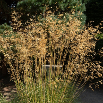 Stipa gigantea | Golden Oats
