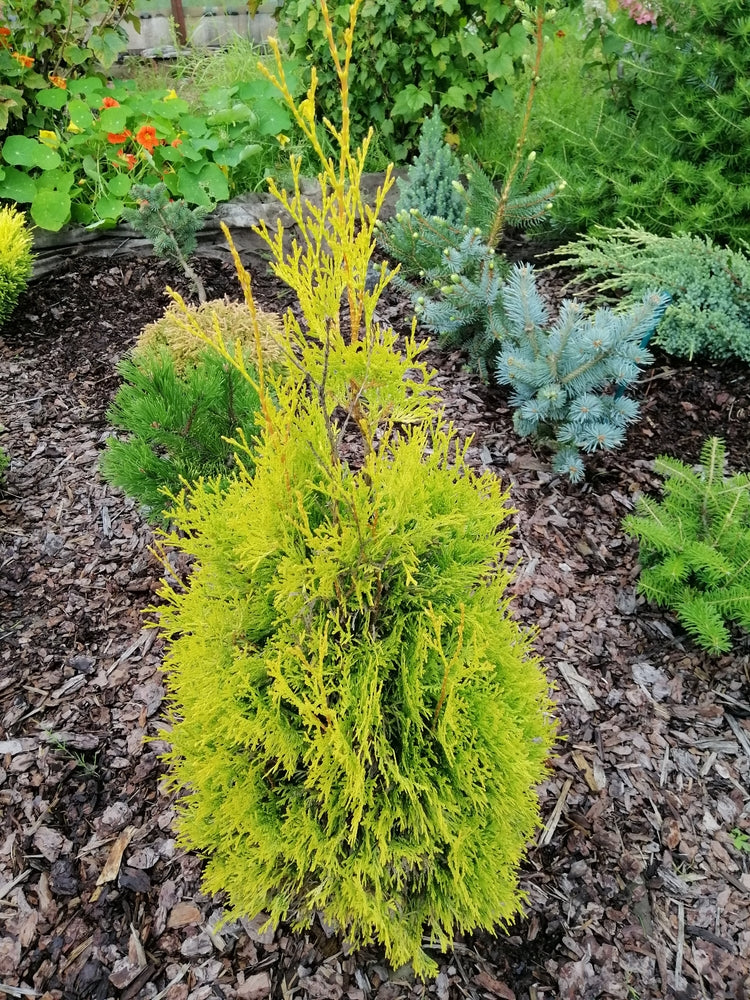 Thuja orientalis