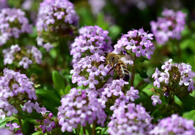 Thymus nummularius | Pizza Thyme